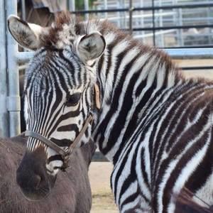 Meet your Posher, Deb